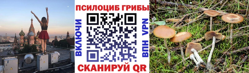 Псилоцибиновые грибы GOLDEN TEACHER  наркотики  гидра tor  Чердынь 